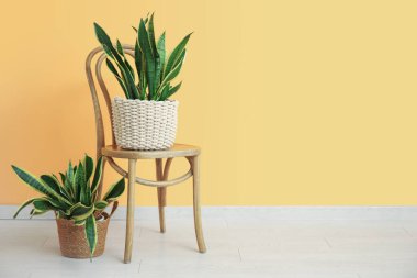 Sandalye ve sansevieria bitkileri sarı duvarın yanında.