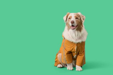 Yeşil arka planda yağmurluk giymiş şirin Avustralya çoban köpeği.