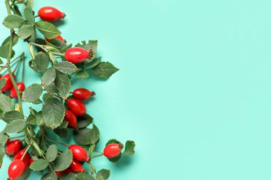 Taze gül böğürtlen ve turkuaz arka planda yapraklar