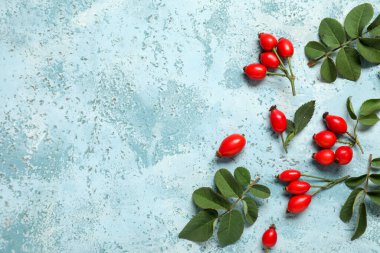 Taze gül kalça böğürtlenleri ve mavi arka planda yapraklar