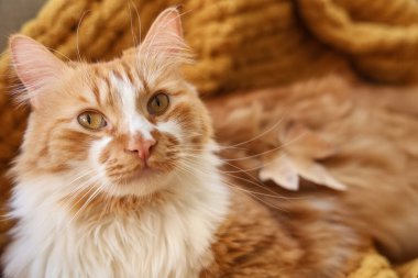 Güz yaprakları ile sevimli tüylü kedi sıcak battaniyeye uzanmış, yakın çekim