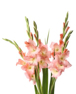 Beyaz arka plan üzerinde izole güzel Glayöl çiçek