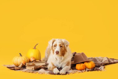 Cute Australian Shepherd dog with books, autumn leaves and pumpkins on plaid against yellow background