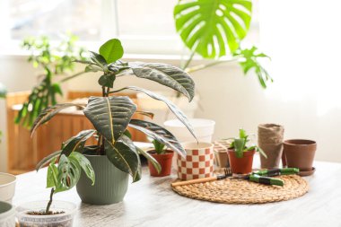 Bahçıvanın atölyesinde saksıları olan bir bitki.