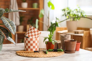 Bahçıvanın atölyesinde saksıları olan bir bitki.