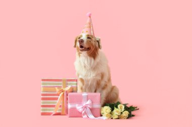 Beyaz güller ve pembe arka planda doğum günü hediyeleriyle parti şapkalı şirin Avustralyalı çoban köpeği.