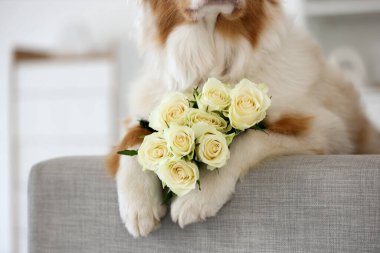 Evdeki kanepede beyaz güllü Avustralya çoban köpeği, yakın plan.