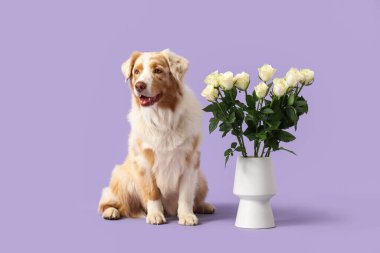 Tatlı Avustralya çoban köpeği ve vazosu leylak arkaplanlı beyaz güller