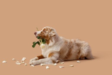 Beyaz gülleri ve bej arkaplanda yaprakları olan tatlı Avustralya çoban köpeği.