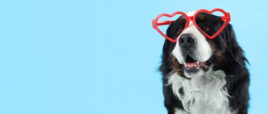 Mavi arka planda kalp şeklinde gözlüklü Bernese Mountain köpeği, yakın plan. Sevgililer Günü kutlaması