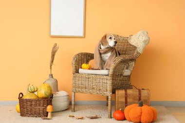 Tatlı Beagle köpeği, Şükran Günü 'nde turuncu duvarın yanında elinde balkabağıyla koltukta oturuyor.