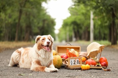 Tatlı Avustralya çoban köpeği, balkabağı ve takvim açık havada. Şükran Günü kutlaması