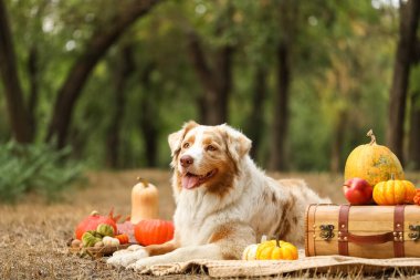 Parkta balkabaklarıyla battaniyeye uzanmış şirin Avustralya çoban köpeği. Şükran Günü kutlaması