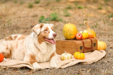 Parkta balkabaklarıyla battaniyeye uzanmış şirin Avustralya çoban köpeği. Şükran Günü kutlaması