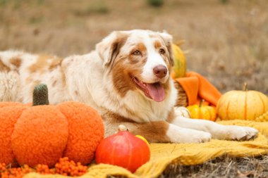 Şirin Avustralyalı çoban köpeği dışarıda balkabaklarıyla battaniyeye uzanıyor. Şükran Günü kutlaması