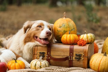 Tatlı Avustralya çoban köpeği, balkabağı ve valiziyle battaniyeye uzanmış. Şükran Günü kutlaması