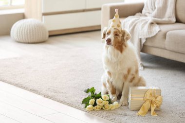 Şirin Avustralya çoban köpeği beyaz güller ve hediye paketi ile evde.