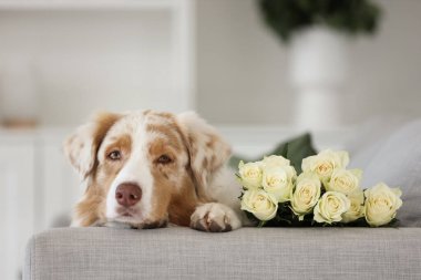 Evdeki kanepede beyaz güllü Avustralya çoban köpeği, yakın plan.