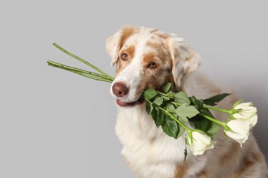 Hafif arka planda beyaz gülleri olan tatlı Avustralya çoban köpeği.