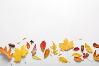 Farklı sonbahar yaprakları ve beyaz arkaplanda meşe palamudu içeren kompozisyon