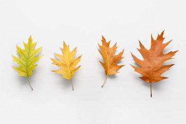 Beyaz arkaplanda farklı sonbahar yapraklarına sahip kompozisyon, yakın plan