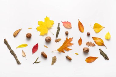 Farklı sonbahar yapraklı kompozisyon, beyaz arka planda ceviz ve meşe palamudu