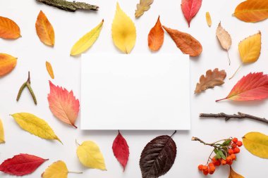 Boş kartla güzel sonbahar kompozisyonu ve beyaz arkaplanda yapraklar, yakın plan
