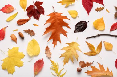 Beyaz arkaplanda güzel sonbahar yaprakları olan kompozisyon, yakın plan