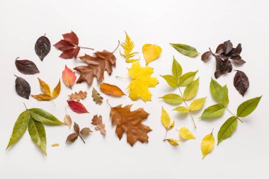 Beyaz arkaplanda güzel sonbahar yaprakları olan kompozisyon