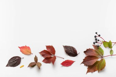 Farklı sonbahar yaprakları ve beyaz arka planda böğürtlen kompozisyonu