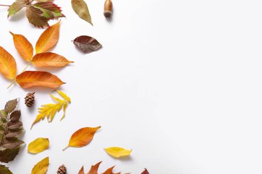 Beyaz arkaplanda farklı sonbahar yapraklarına sahip kompozisyon