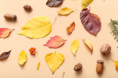 Bej arka planda farklı sonbahar yaprakları, koniler ve meşe palamudu içeren kompozisyon, yakın plan