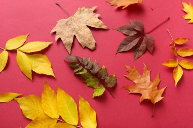 Kırmızı zemin üzerinde güzel sonbahar yaprakları olan kompozisyon, yakın plan