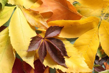 Arka plan olarak farklı sonbahar yaprakları, yakın plan