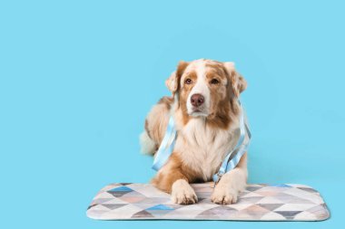 Tatlı Avustralyalı çoban köpeği mavi arka planda paspasın üzerinde yatıyor.