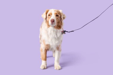 Leylak arka planında tasmalı şirin Avustralya çoban köpeği