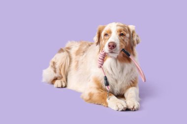 Leylak arka planında uzanan sevimli Avustralya çoban köpeği.