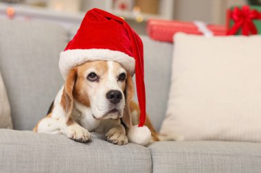 Noel Baba şapkalı şirin av köpeği Noel için dekore edilmiş koltukta yatıyor.