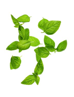 Beyaz arkaplanda fesleğen yaprakları