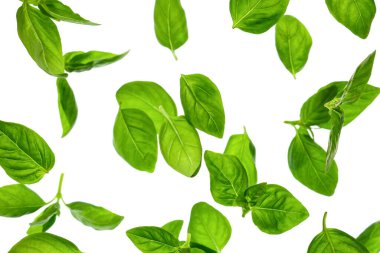 Beyaz arkaplanda fesleğen yaprakları