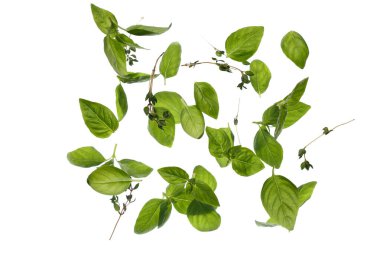 Beyaz arkaplanda fesleğen yaprakları