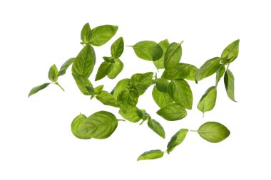 Beyaz arkaplanda fesleğen yaprakları