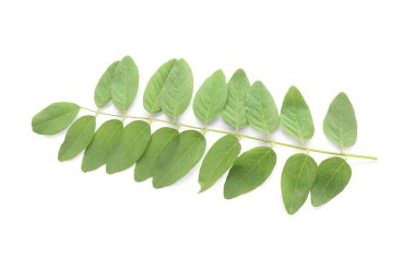 Beyaz arkaplanda akasya ağacı dalı