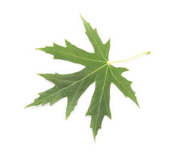 Beyaz arkaplanda yeşil akçaağaç yaprağı