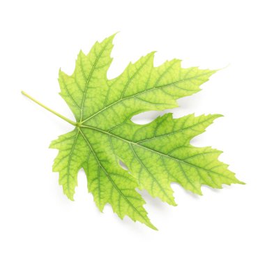 Beyaz arkaplanda yeşil akçaağaç yaprağı