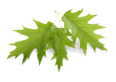 Beyaz arkaplanda meşe yaprakları