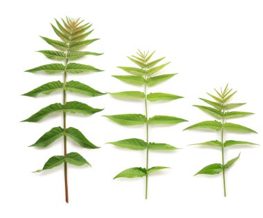 beyaz zemin üzerine yeşil yaprakları ile şube