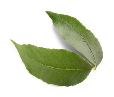 beyaz arkaplanda yeşil yapraklar