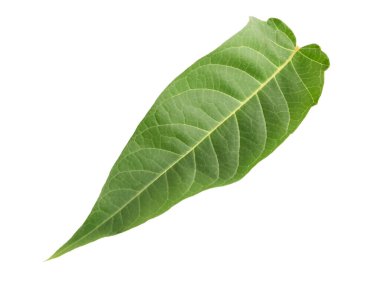 Beyaz arkaplanda yeşil yaprak