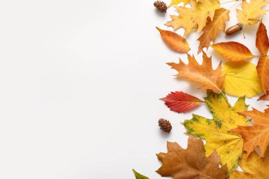 Beyaz arkaplanda farklı sonbahar yapraklarına sahip kompozisyon